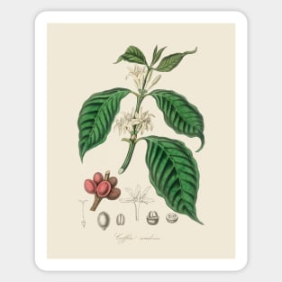 Coffee Bean Antique Botanical Illustration Sticker